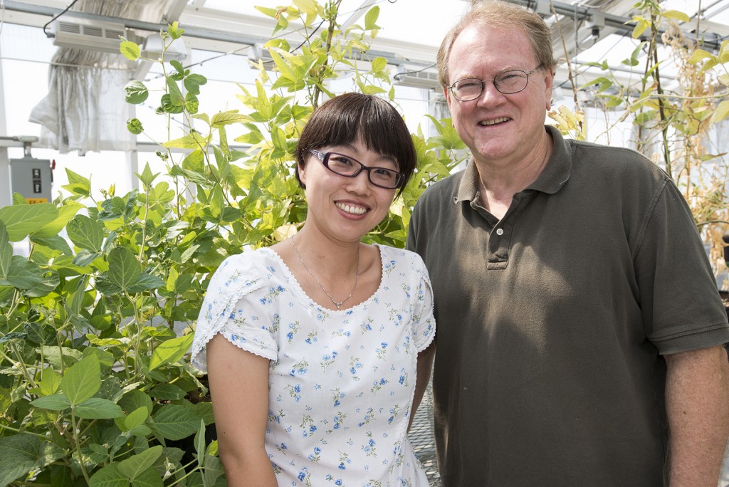 Yan Liang, an MU post doc, and Gary Stacey, a Bond Life Sciences investigator, stand in front of soybean plants from their greenhouse. The researchers focus on understanding the symbiotic relationship between legumes like soybean and nitrogen-fixing bacteria. 