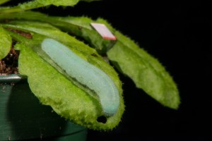 This cabbage butterfly caterpillar munches on an Arabidopsis leaf adjacent to a leaf where a piece of reflective tape bounces back a laser beam used to detect the vibrations created by its chewing. Roger Meissen/Bond LSC