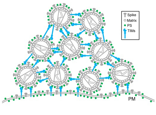 This model shows the interaction between TIMs and PS among the round HIV virions, as well as that between viral producer cells. This collectively leads to accumulation of HIV virions on the plasma membrane on the outside of the cell. Courtesy Mingua Li. 