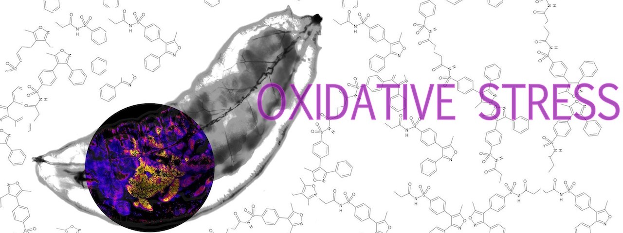 A yellow light indicates oxidant production in the tissue of a migrating fly larva. Source: Tobias Dick, German Cancer Research Center | Illustration by Paige Blankenbuehler Read more at: http://phys.org/news/2011-12-oxidative-stress.html#jCp