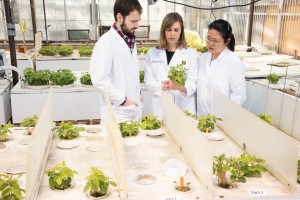 Roger Meissen/Bond Life Sciences Center - Michael Gardner, Ph.D. student, Melissa Mitchum, associate professor of Plant Sciences, Xiaoli Guo, post doctoral fellow, conduct research at the University of Missouri. They investigate how soybean cyst nematode overcomes soybean resistance to identify novel approaches for management.