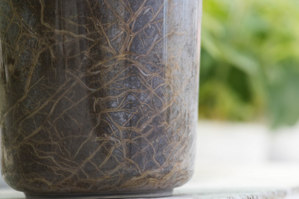 Roger Meissen/Bond Life Sciences Center - These soybean roots show some nematode cysts. The small, white circles are the hardened body of the nematodes and form when the nematode attaches itself to the root to create a feeding cell.