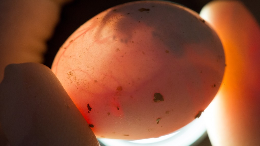 Candling helps determine whether the painted turtle embryo is viable for the experiment. Photo by Roger Meissen | © 2015 - MU Bond Life Sciences Center