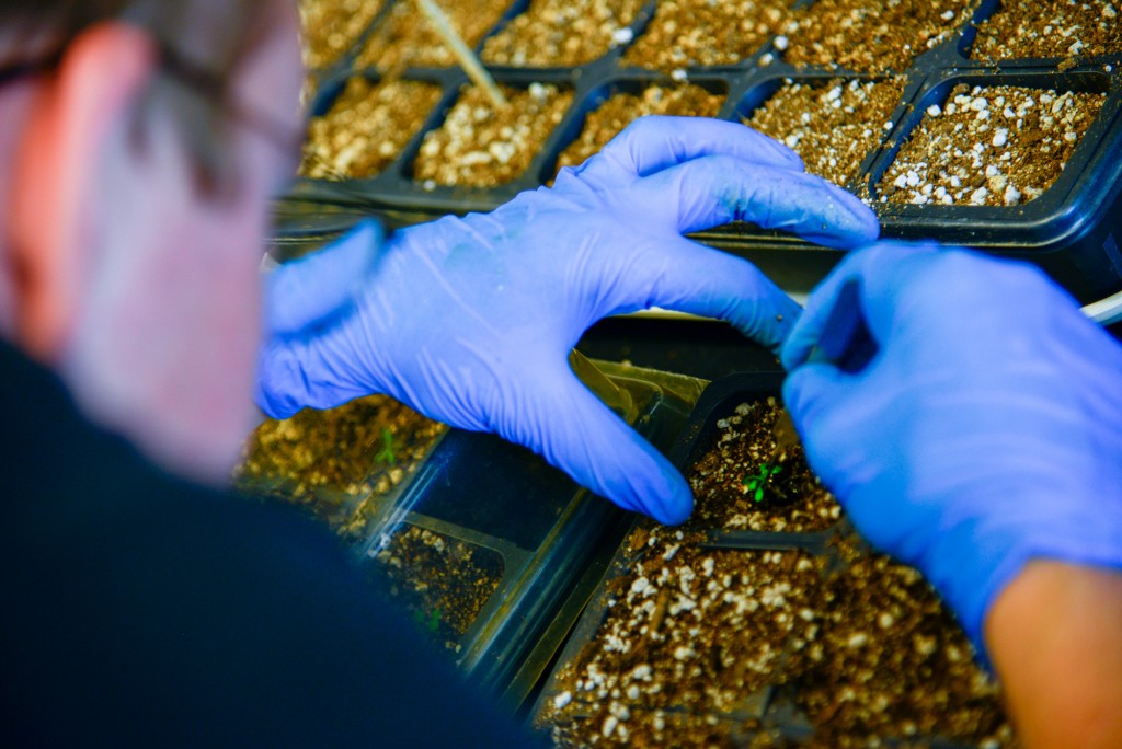 Schmidt moves an Arabidopsis seedling from a petri dish to fresh soil with the rest of the grown seedlings. Arabidopsis can grow from seed to seedling with two weeks. It's a favorite among scientist, according to the National Science Foundation.