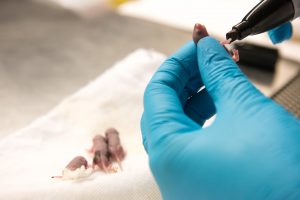 Shababi marks a pup, only a few days old, with permanent marker so she can identify each mouse in her study. | photo by Jennifer Lu, Bond LSC .