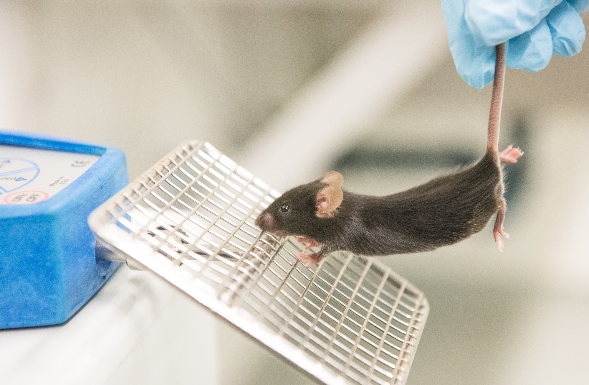 One Step Closer From Mice To Men