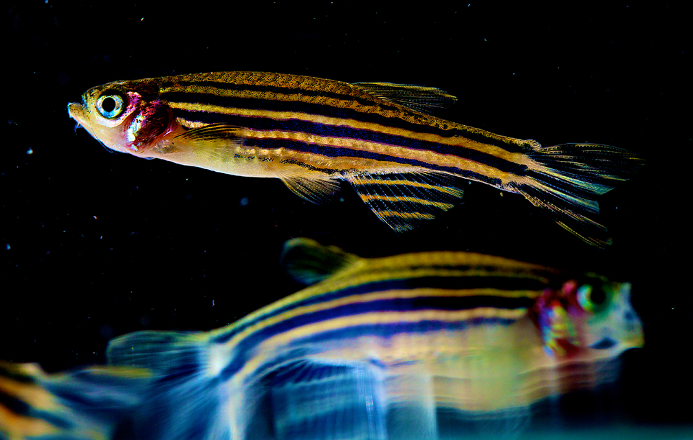 A zebrafish swims in its tank. Understanding how zebrafish move can give researchers insight into how certain diseases impact human motion. Photo courtesy National Institute of Child Health and Human Development.