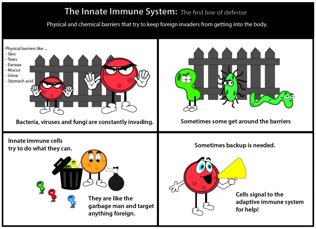 immune_system_real-01