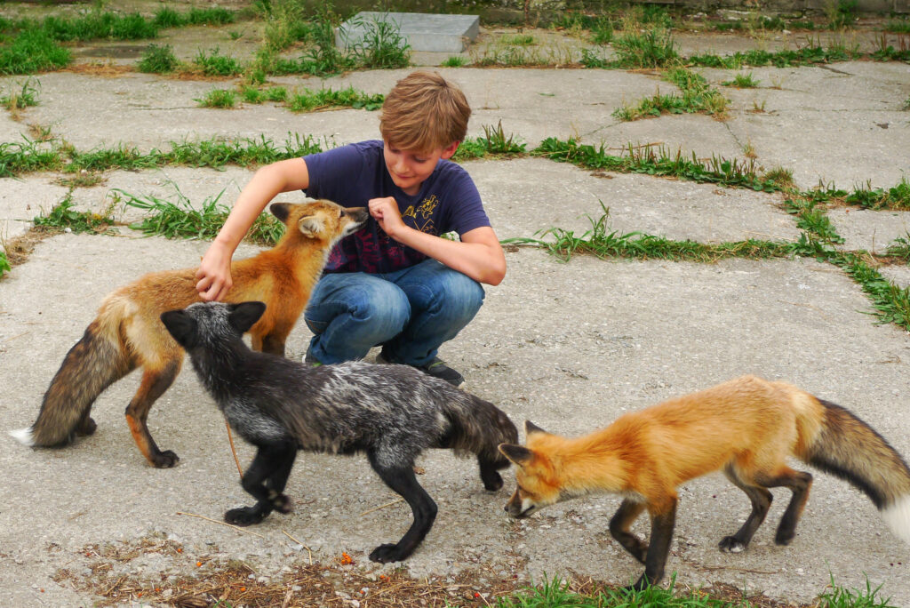 domestic red foxes