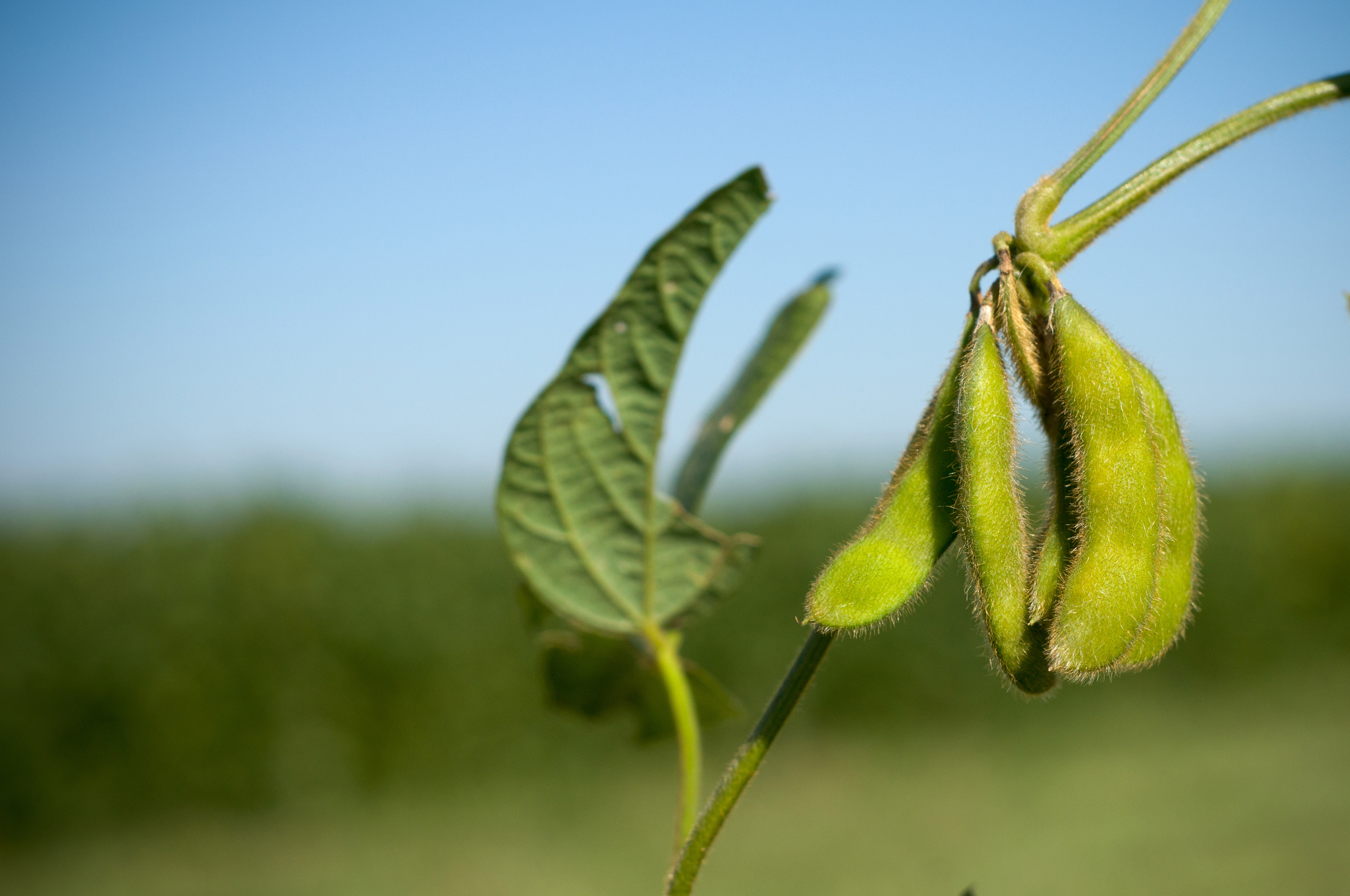 Mu Team Narrows Search For Parasite That Destroys Soybean Yields