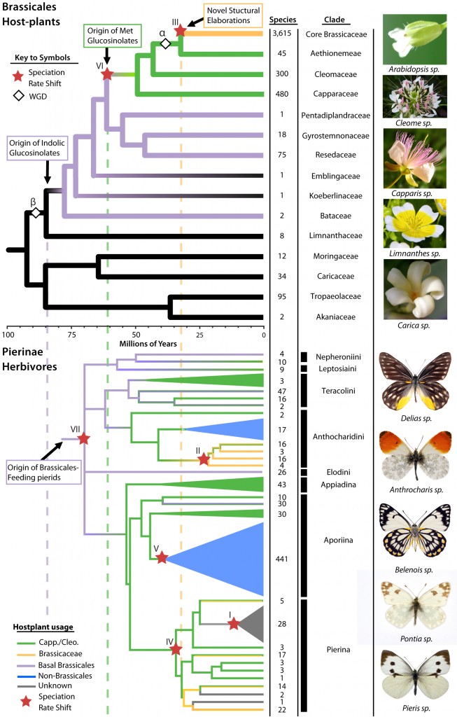 Chris Pires and colleagues mapped the evolution of Brassicales and butterflies to find how each evolved to combat the defenses of the other. | Courtesy Chris Pires 