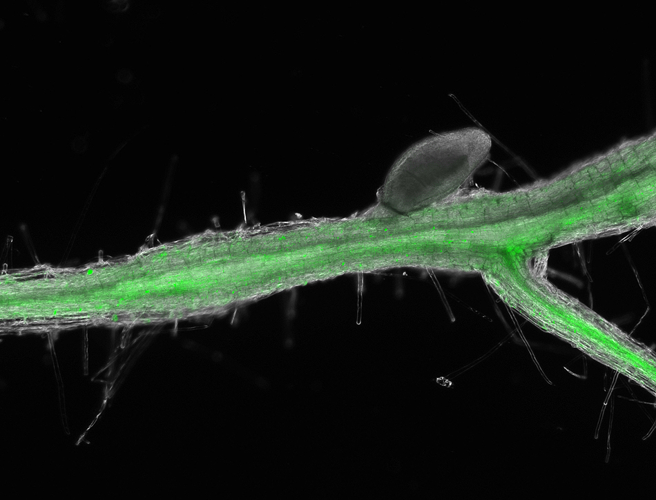 This Arabidopsis root shows how the beet cyst nematode activates cytokinin signaling in syncytium 10 days after infection. The root fluoresces green when the TCSn gene associated with cytokinin activation is turned on because it is fused with a jellyfish protein that acts as a reporter signal. Contributed by Carola De La Torre