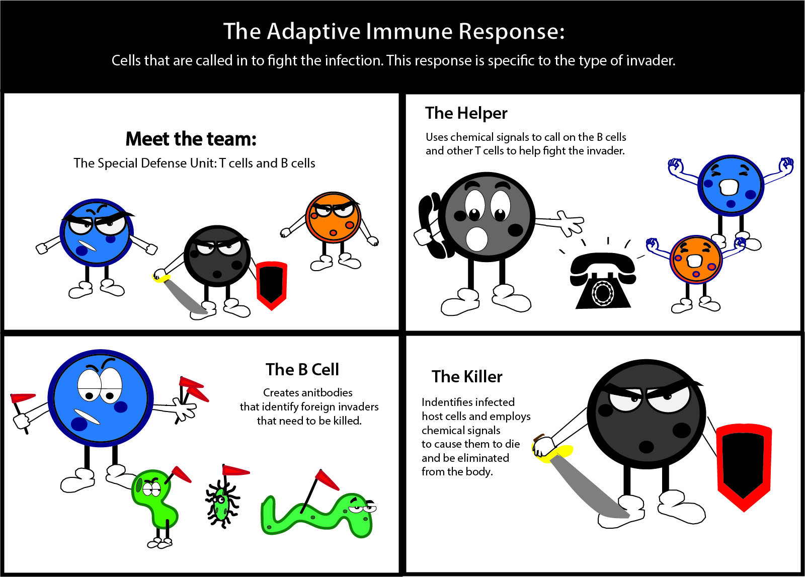 Anatomy Of The Immune System