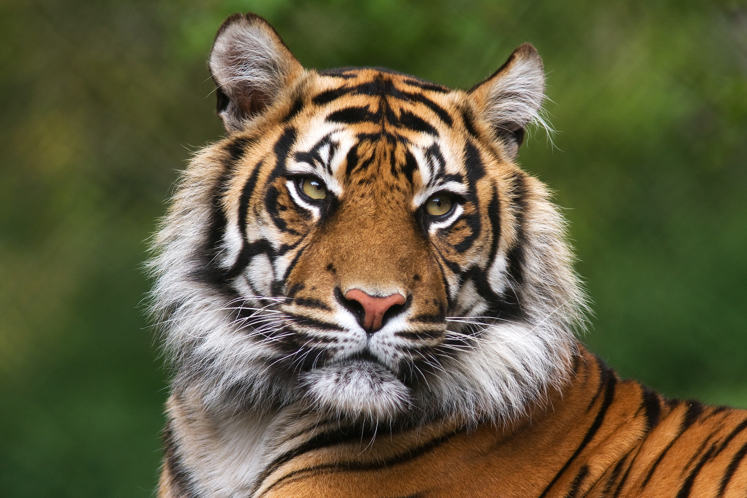 Bengal Tiger closeup of face with bokeh background.